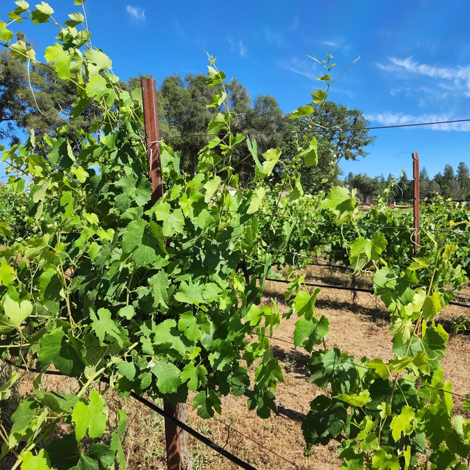 Nebbiolo vines