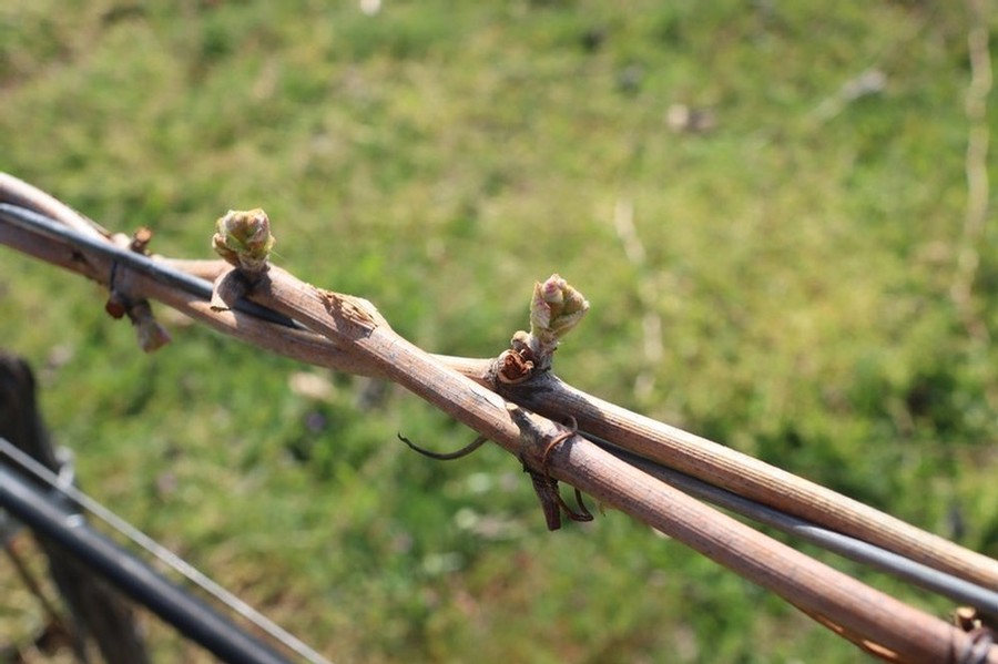 Budbreak at Mediterranean Estate