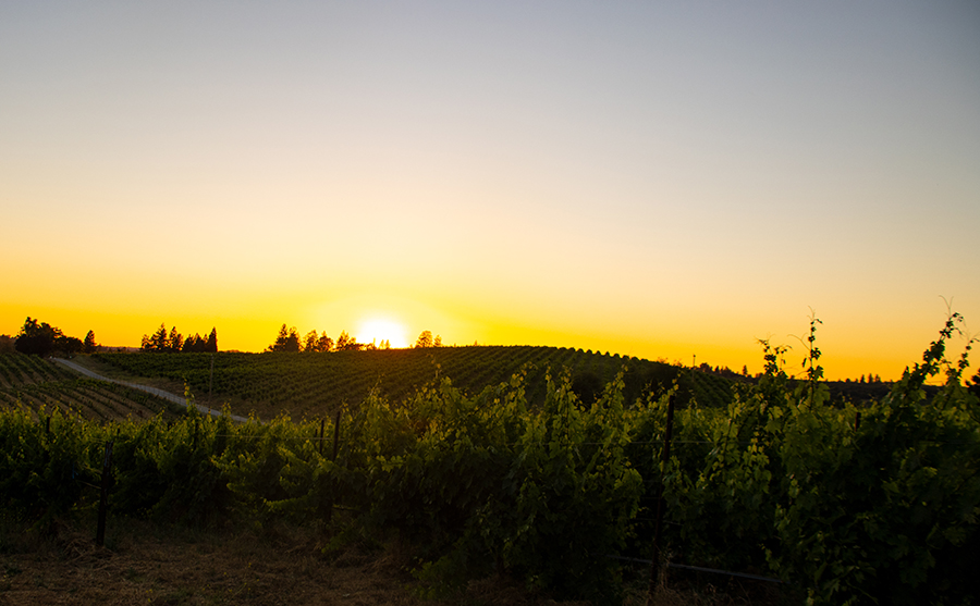 sunset over the vineyard