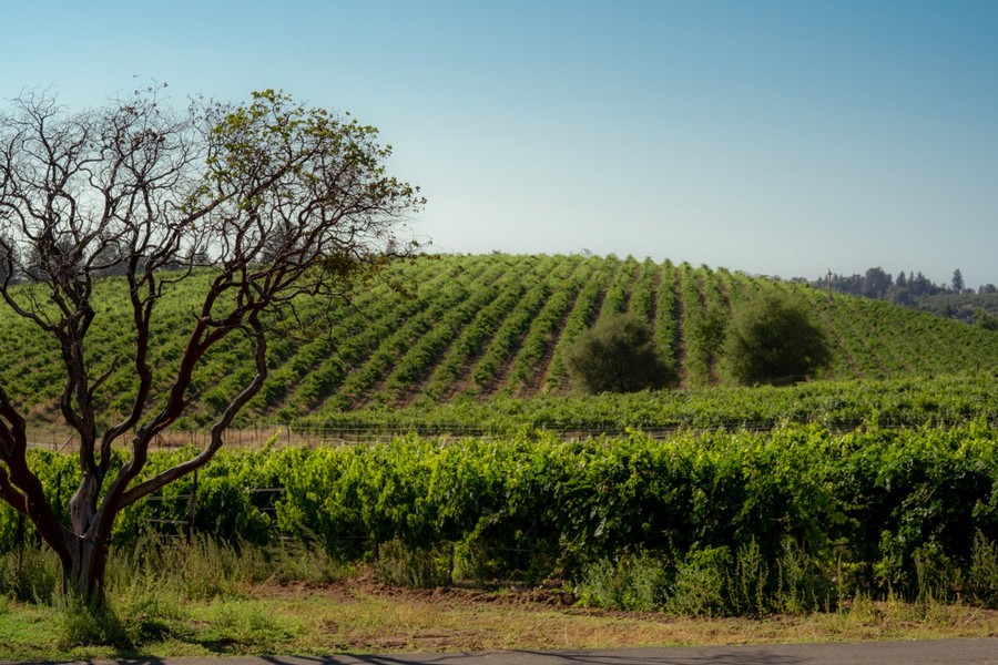 Mediterranean Estate Vineyard in Spring