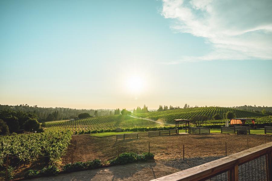 The view of the vineyard at Mediterranean Vineyards