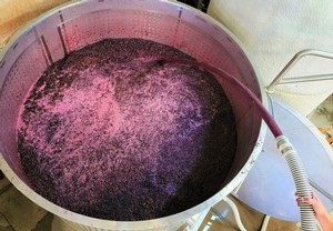 Winemaking pumpovers of fermenting grapes