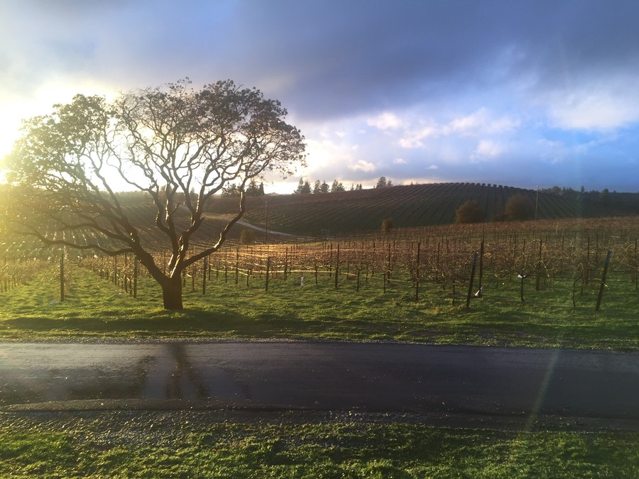Spring rain at the estate.