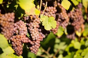 Pinot Grigio grapes at the Mediterranean Vineyards Estate