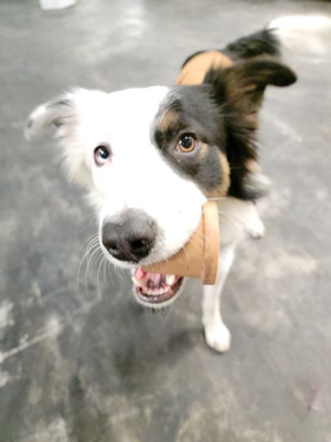 Sebastian dog in the winery during harvest