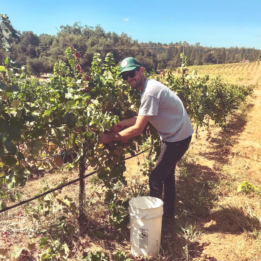Taylor harvesting grapes at Mediterranean Vineyards