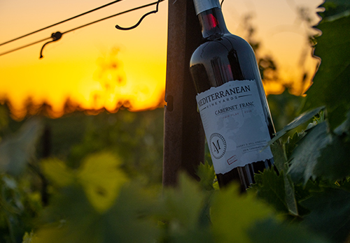 Cabernet Franc in the vines