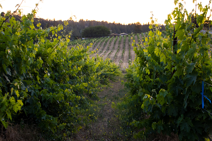 vineyard photo